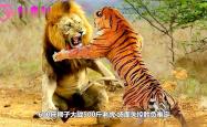 开云APP-包含大浪淘沙！辽宁宏运对决上海申花，胜负难定的词条